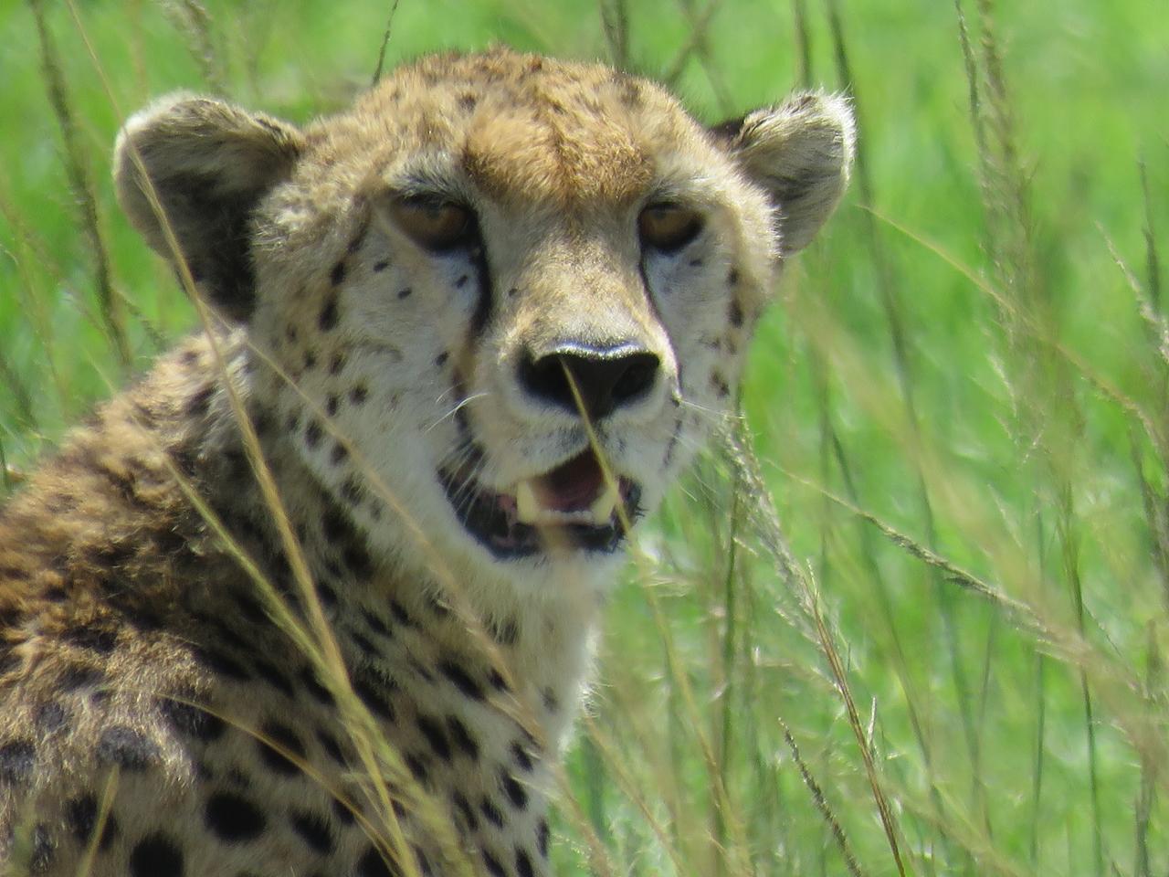 Cheetah in the grasslands