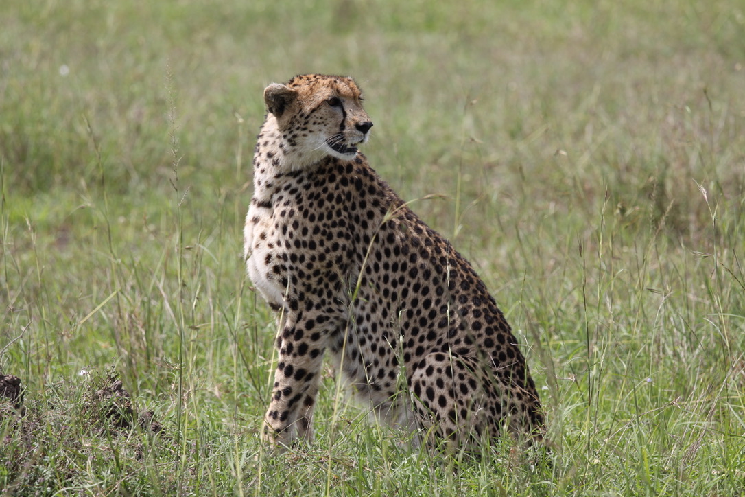 Cheetah in the grasslands