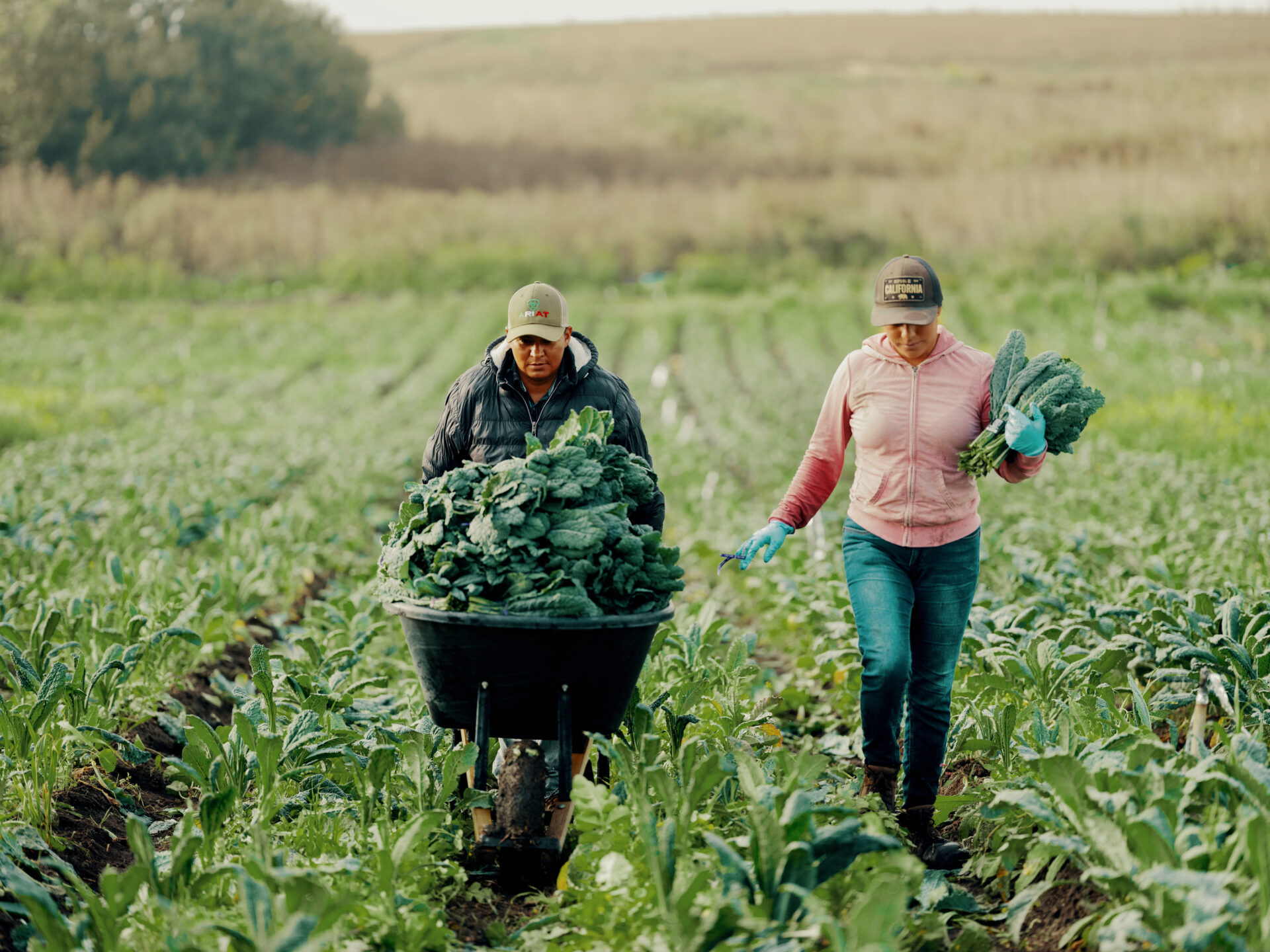 Farmers harvesting crops