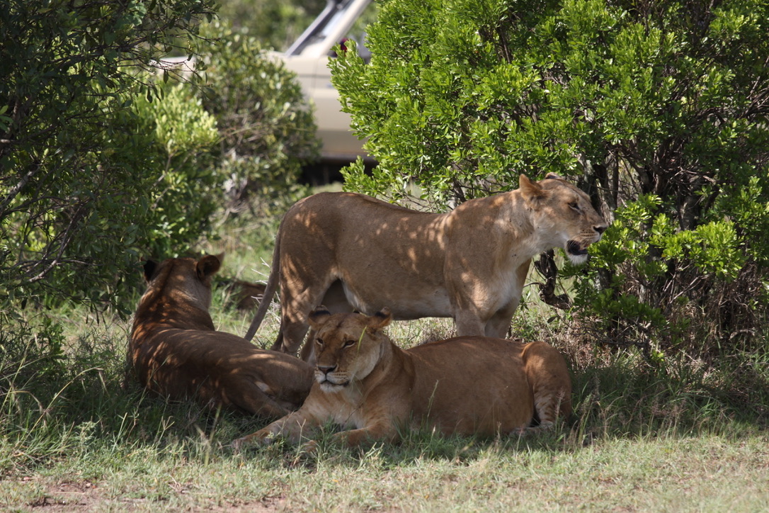 Conservation team in the field