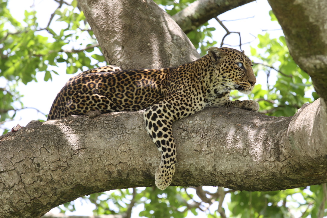 A sleepy king of his leafy throne