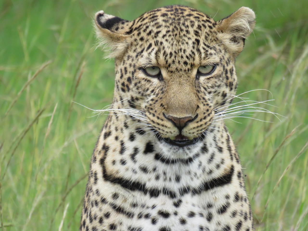 Cheetah in the grasslands