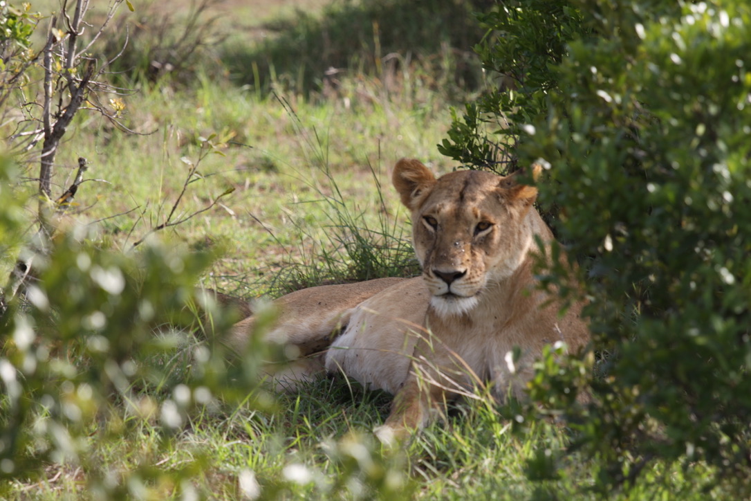 A sleepy king of his leafy throne