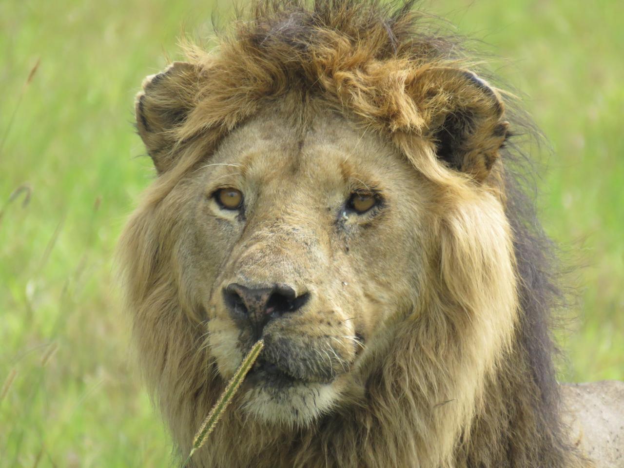 Cheetah in the grasslands
