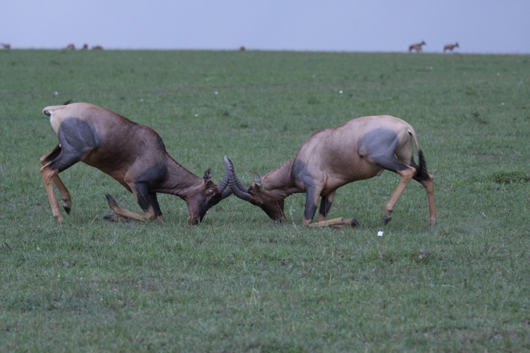  Rival topis duel—horns, fury, one victor.